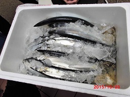 sanma.jpg